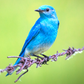 Little Blue Bird 20oz Skinny Tumbler