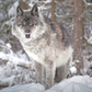 Majestic Wolf 20oz Skinny Tumbler